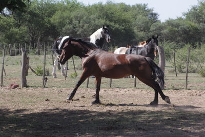 Horses in ranch