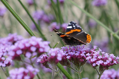 Butterfly pollinating on purple flower