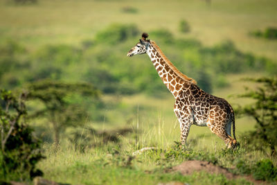 Masai giraffe stands in profile on horizon
