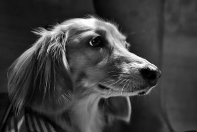 Close-up of dog looking away