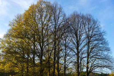 Low angle view of tree against sky