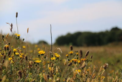 Close-up of yellow flowers blooming in field