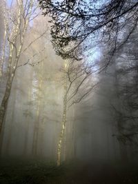 Trees in forest during winter 