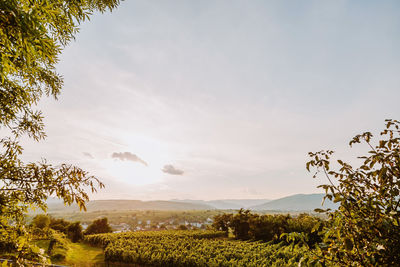 Beautiful sunset over vineyards with leaves in the foreground, sunrise landscape