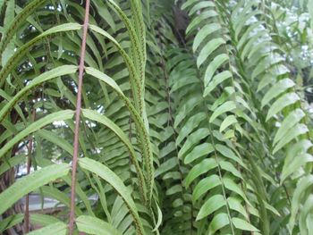 Close-up of fresh green plant in garden