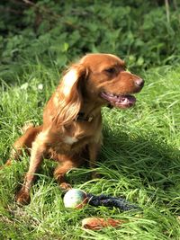 Dog looking away on field