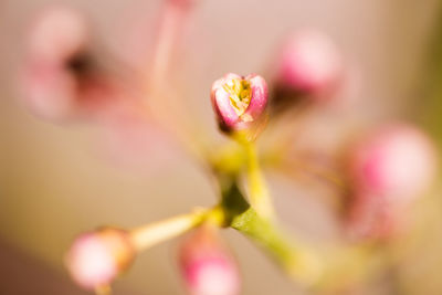 Close-up of fresh pink flower