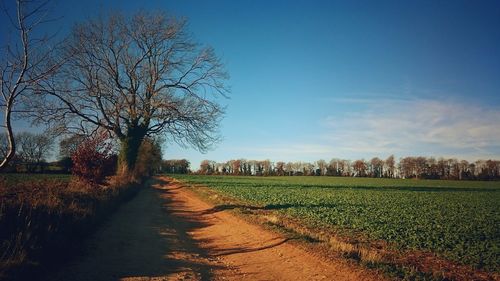 Scenic view of trees against clear sky