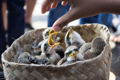 Close-up of hand holding bird in basket