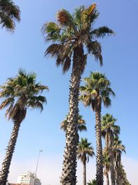 Low angle view of palm trees against blue sky