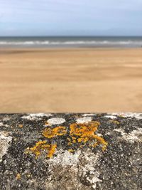 Close-up of yellow water on beach against sky