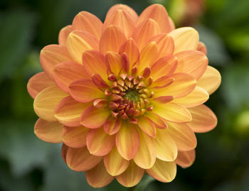 Close-up of orange dahlia