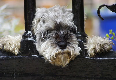 Close-up portrait of dog relaxing on floor