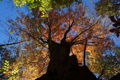 Low angle view of tree against clear sky