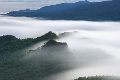 Beautiful mist over green forest on mountain, thailand, 