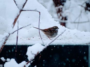 winter