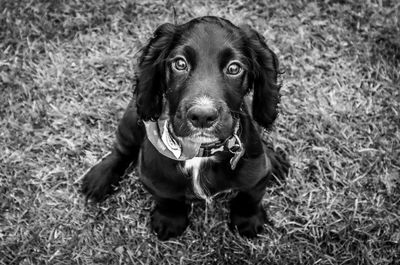 Close-up of dog on field