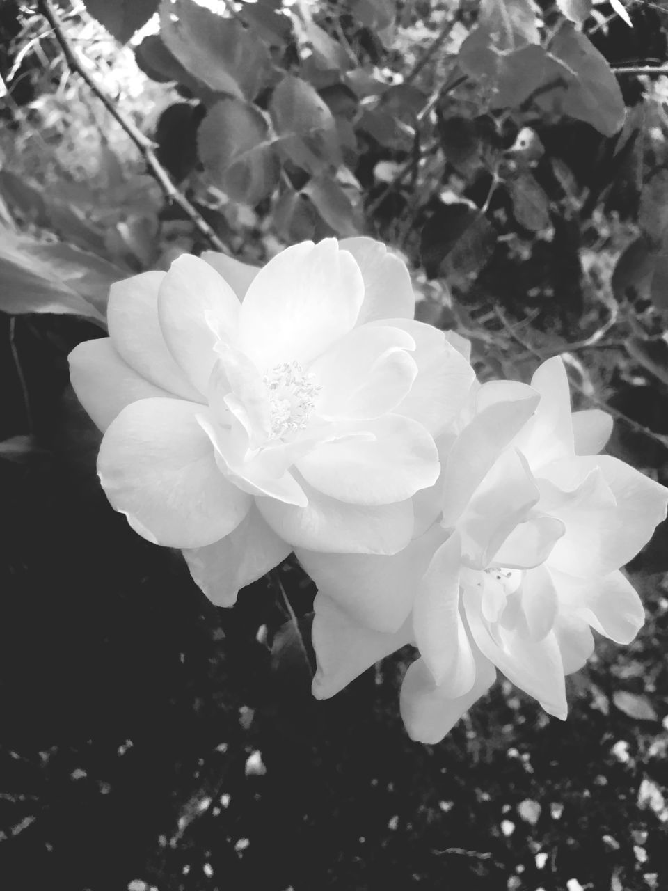 CLOSE-UP OF WHITE FLOWER