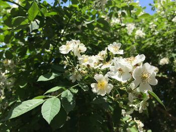 Close-up of white flowering plant