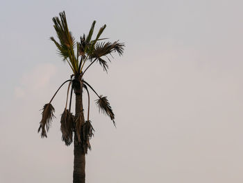 Low angle view of coconut palm tree against sky