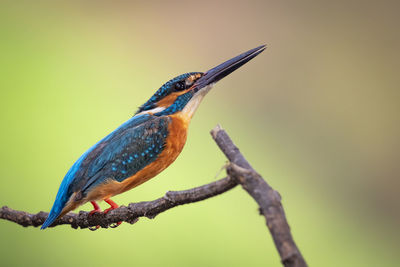 Close-up of bird perching on branch