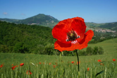 Close-up of red poppy flower on field