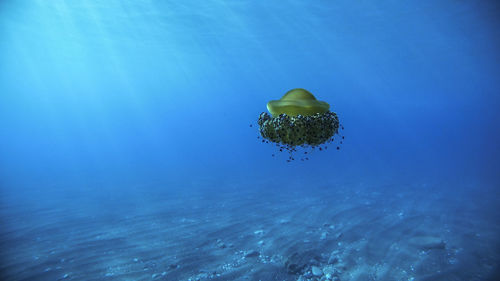 Close-up of jellyfish in sea