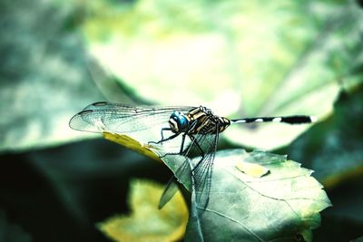 Close-up of dragonfly on leaf