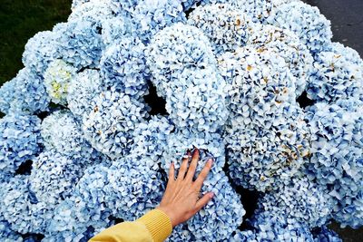 Cropped hand of woman touching flowers