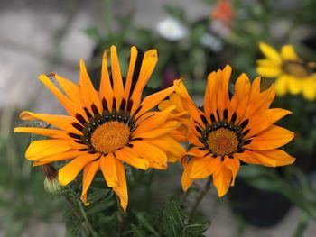 Close-up of orange and yellow flowering plant