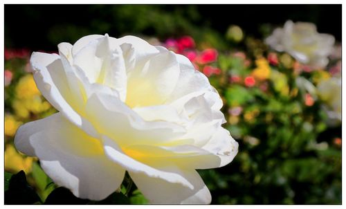 Close-up of white rose flower