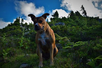 Brown dog on grassy field