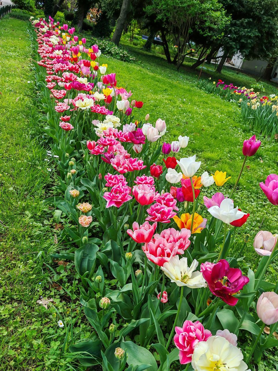 plant, flower, flowering plant, beauty in nature, freshness, growth, nature, fragility, garden, green, pink, grass, day, no people, lawn, park, petal, flower head, park - man made space, inflorescence, field, multi colored, high angle view, land, outdoors, meadow, flowerbed, springtime, close-up, botany, tranquility, variation, sunlight, front or back yard, plant part