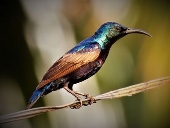 Purple sunbird