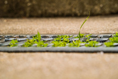 Close-up of fresh green plants