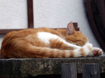 Cat sleeping