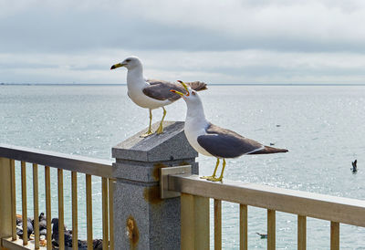 Seagull perching on railing against sea