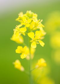 Close-up of yellow flower