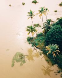 Palm tree by sea against sky