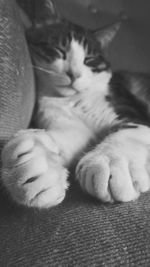 Cat sleeping on tiled floor