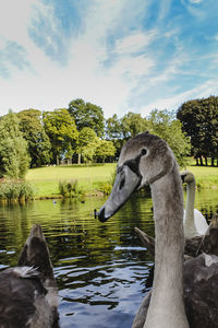 Swan in a lake