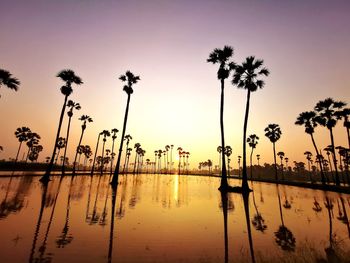 Silhouette palm trees by swimming pool against sky during sunset