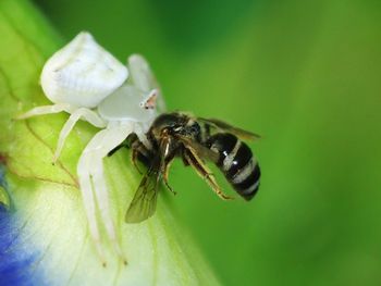 Close-up of insect on flower