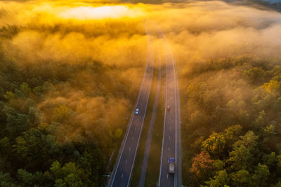 High angle view of trees in forest