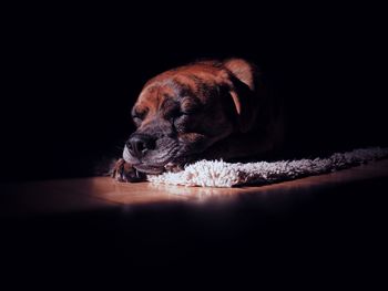 Close-up of dog sleeping on rug in darkroom