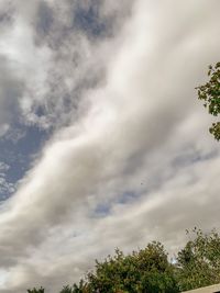 Low angle view of trees against sky