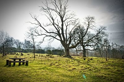 Trees on grassy field