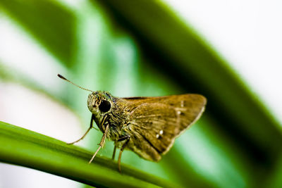 Close-up of butterfly