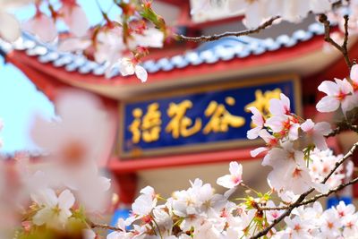 Close-up of cherry blossoms against building