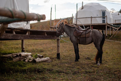 Horse standing on field